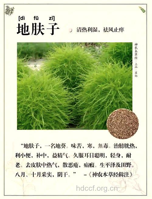 地肤都有什么用处和药效