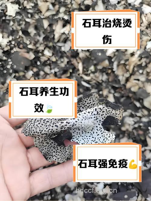 石耳有什么作用和药效