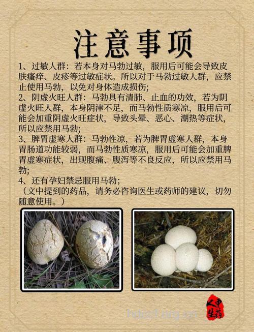 马勃有哪些作用和药效