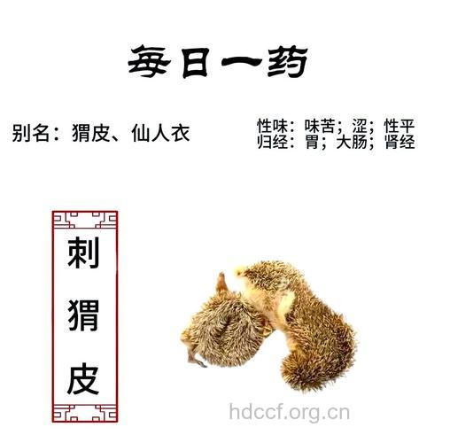 刺猥皮有什么作用和药效