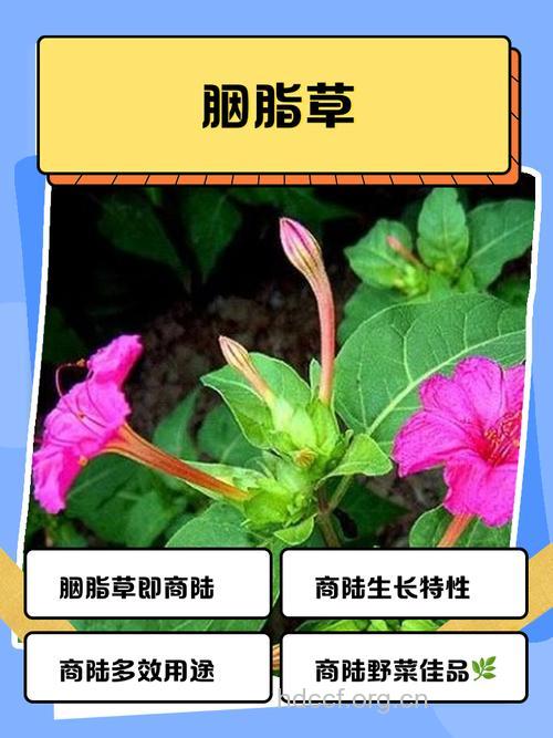 胭脂菜有什么作用和药效呢