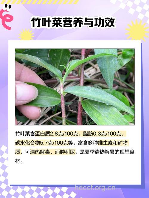 竹叶菜都有什么作用和药效