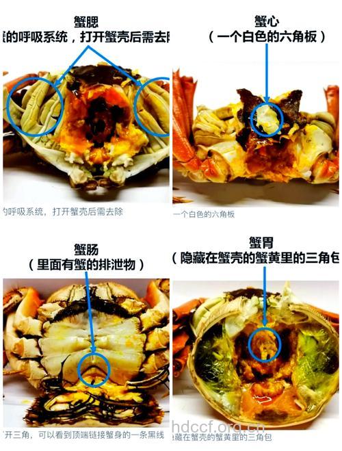 螃蟹四个部位不能吃