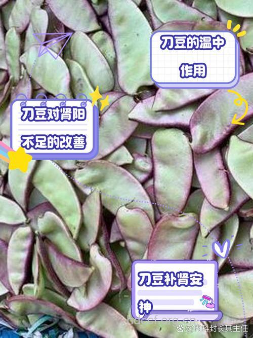 新老刀豆功效差别 选购需瞪大眼睛