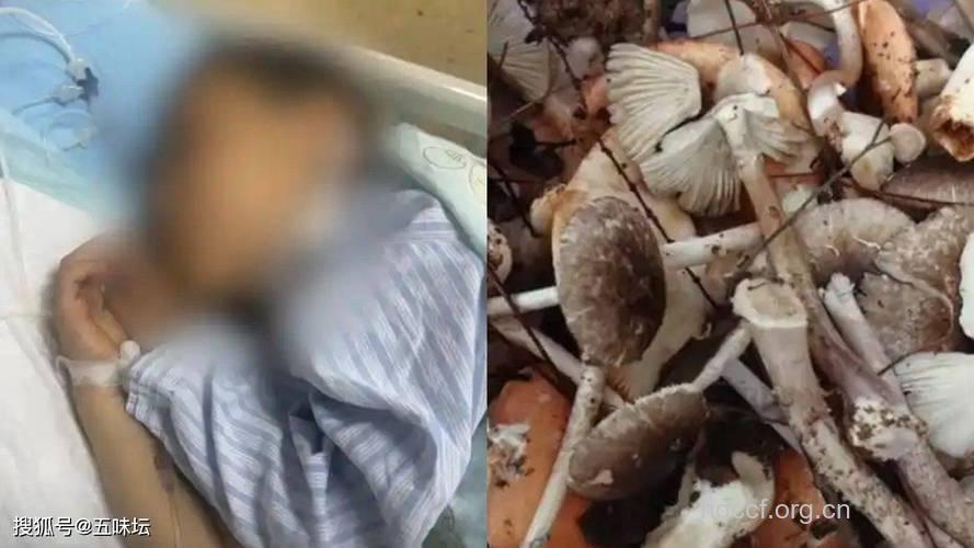 炖吃野生蘑菇一家八口中毒