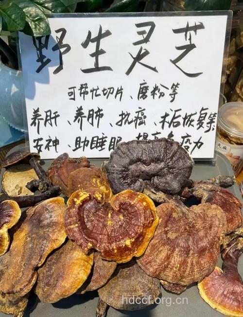 吃野生灵芝好吗？