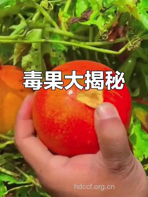 人造有毒水果你吃到了吗