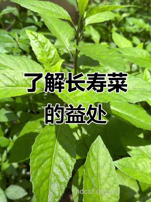 老一辈眼中的4大长寿菜【图】