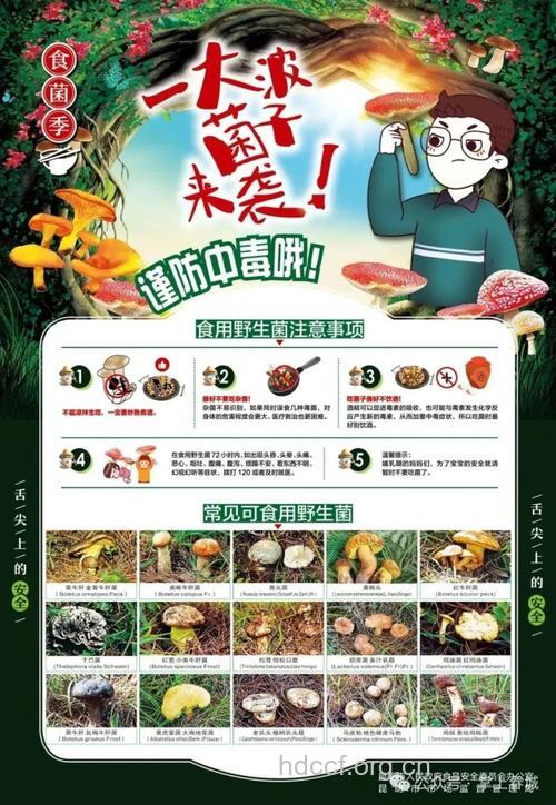 食用野生菌需注意的几大事项