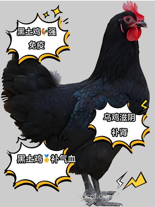 哪种颜色的鸡营养价值最高？