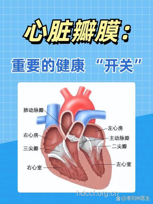 心脏瓣膜病的常见预防方法