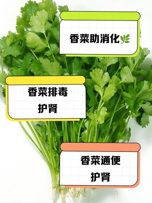 多吃香菜可预防骨质疏松症
