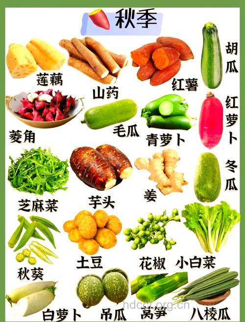 秋季推荐的食补蔬菜