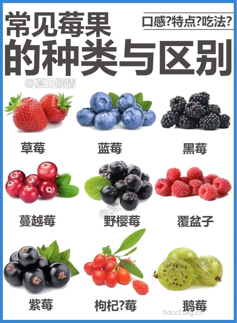 “莓”你知多少
