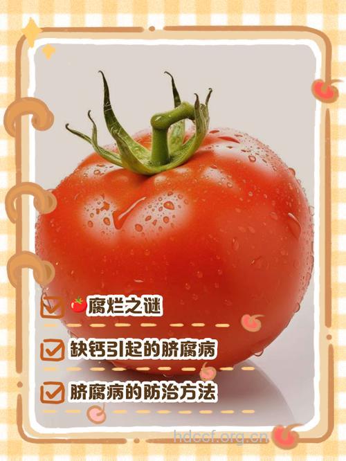 西红柿让你不再为色斑烦恼