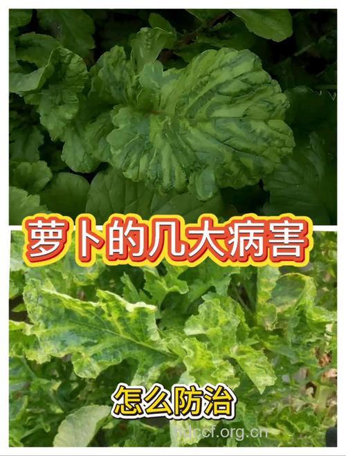 萝卜都有治疗哪些疾病问题