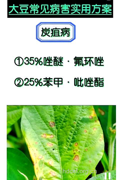 各种大豆均是心脏病和癌症的天敌