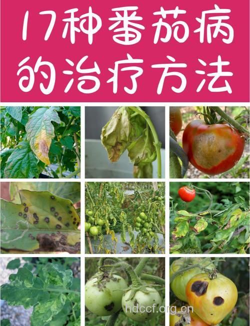 西红柿都可以治疗哪些疾病