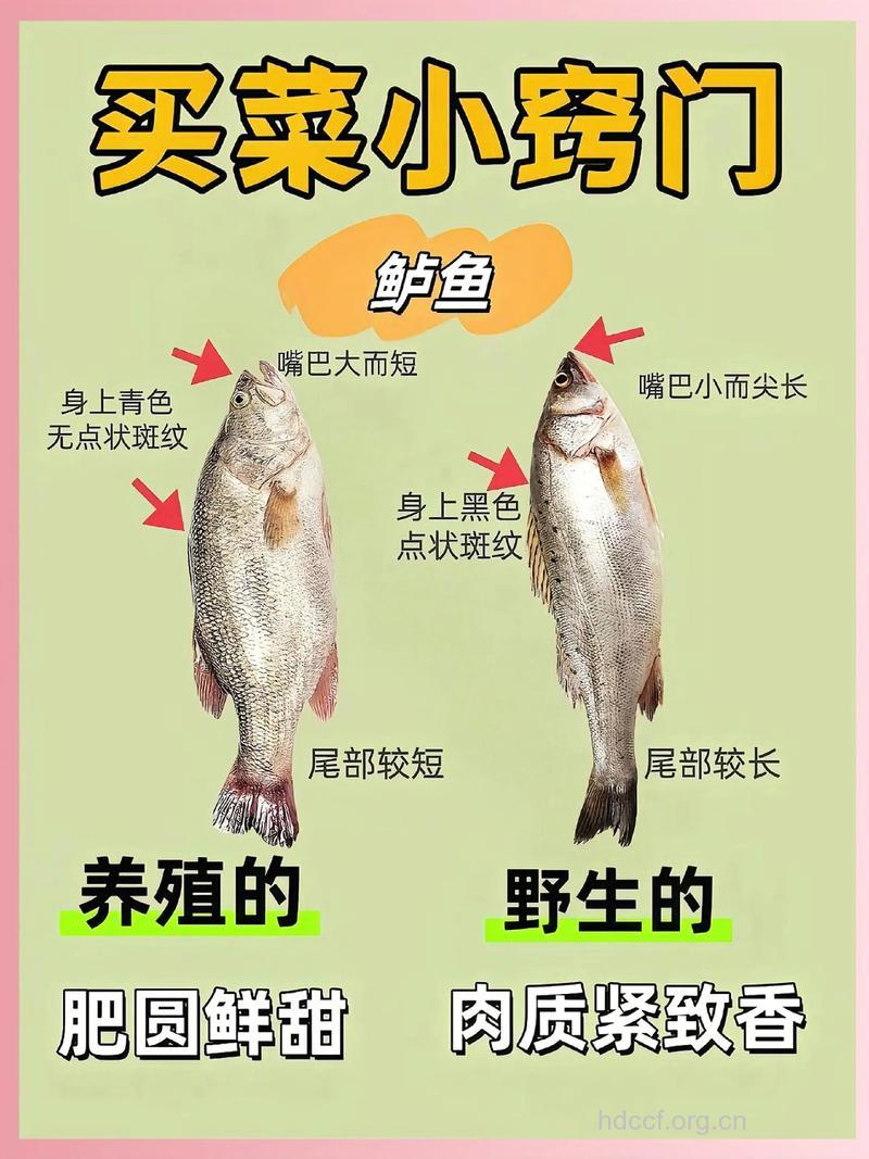 挑鱼有妙招