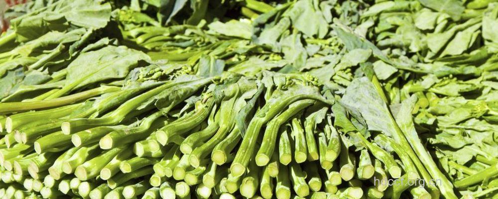 家庭私房菜：牛肝菌扒菜心