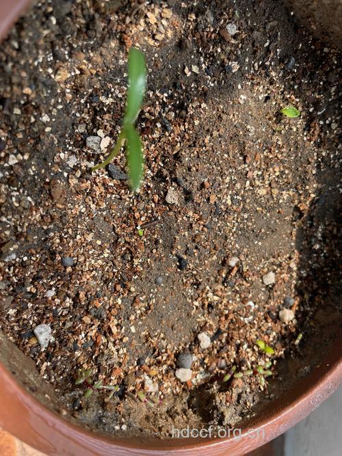 肾结石都在夏天发芽