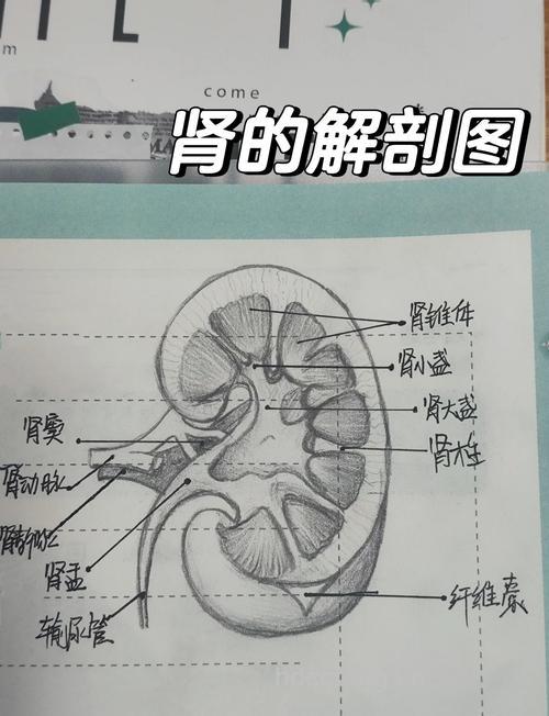 三个部位异位肾的形态结构