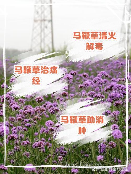 金盏马鞭草茶的泡法及功效