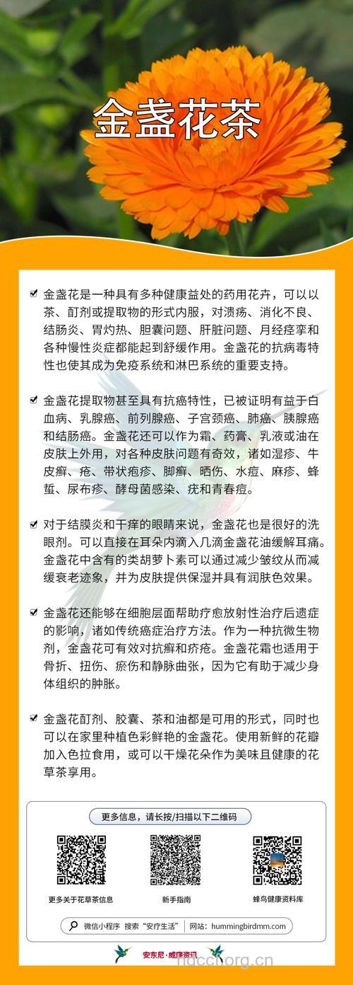 金盏花苦丁茶的泡法及功效