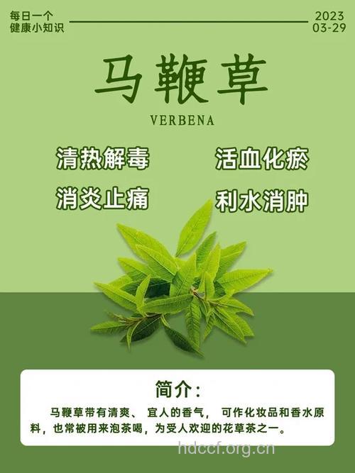 马鞭草瘦腿茶的泡法及功效