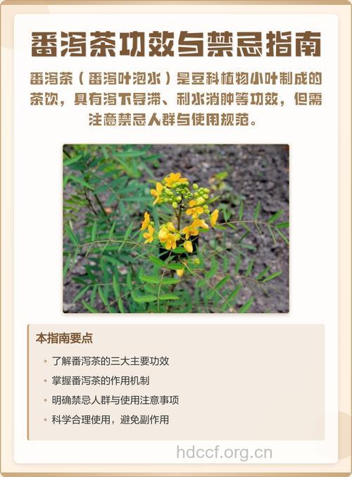 勿忘我番泻叶茶的泡法及功效