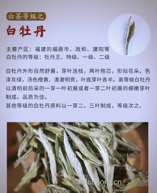 白牡丹茶的泡法及功效