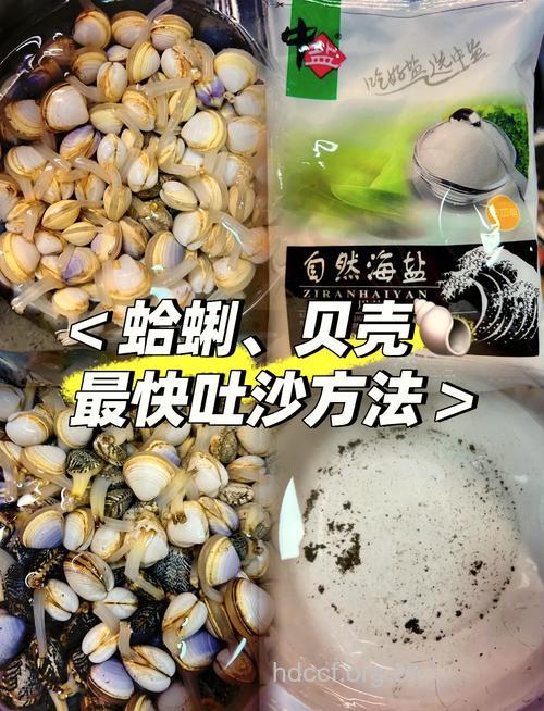花蛤营养丰富 吐尽泥沙才是关键