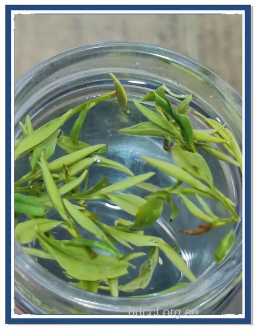 兰溪毛峰茶的泡法及功效