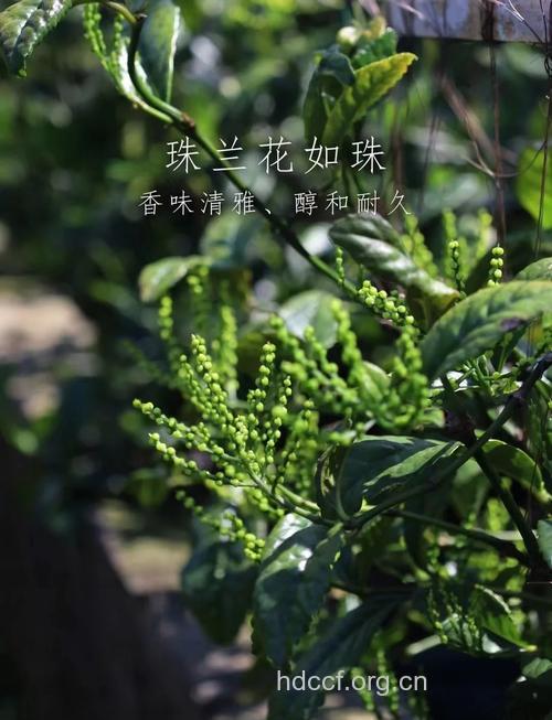 珠兰花茶的泡法及功效