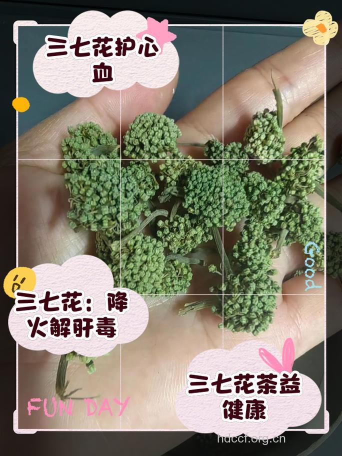 三七花茶的功效与禁忌