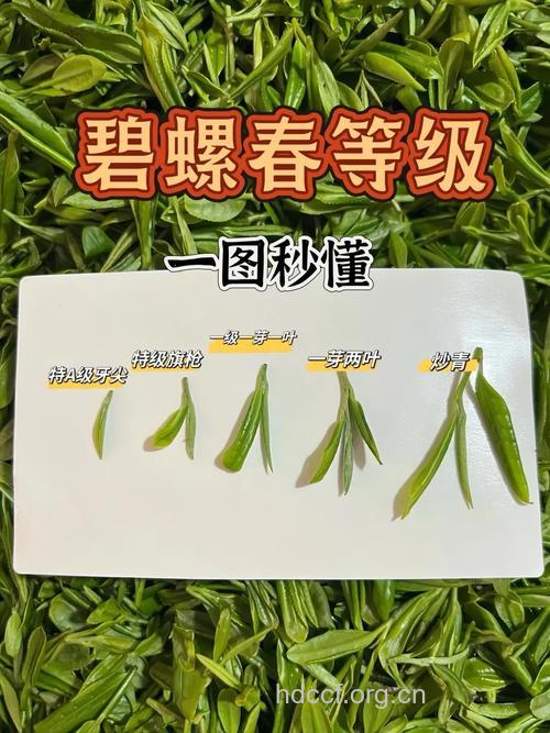 讲述你所不知道的碧螺春