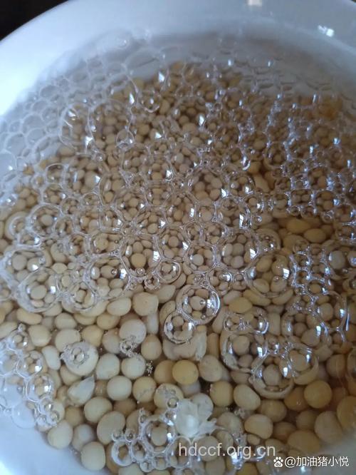 榨豆浆前黄豆要泡三天