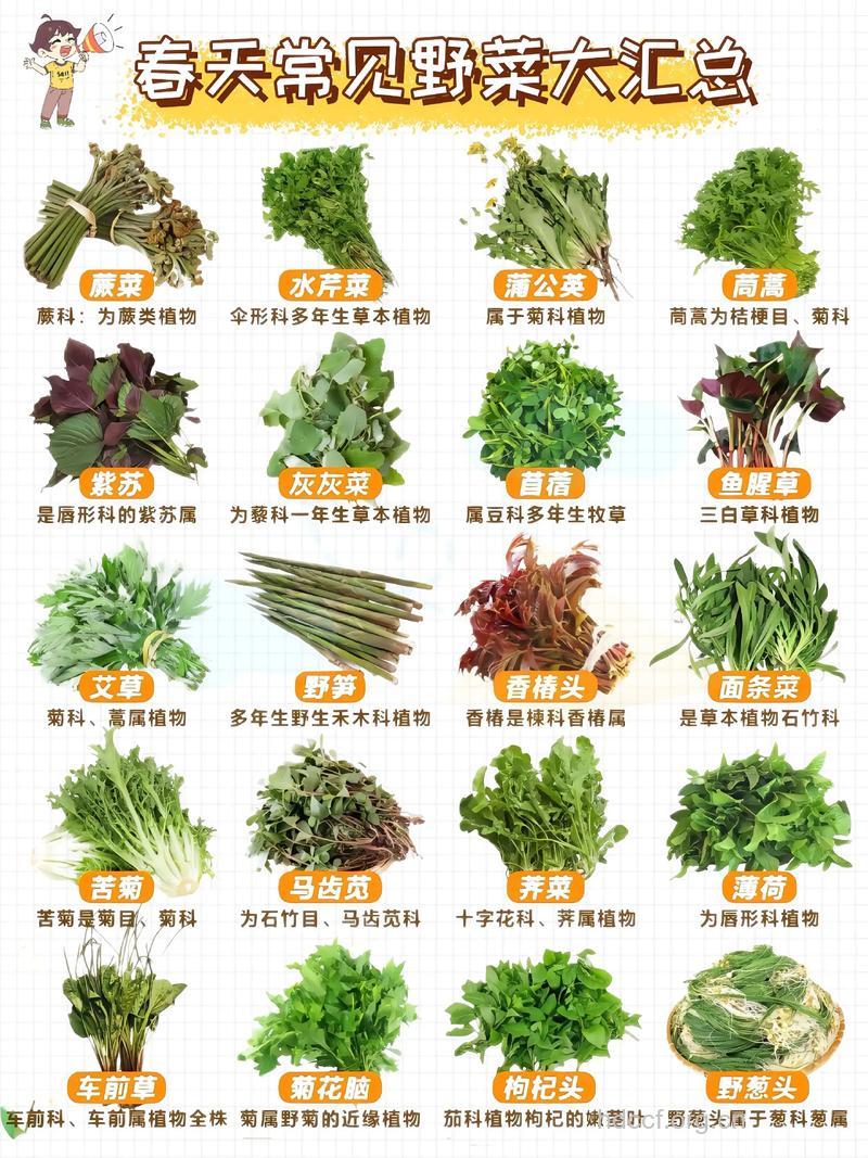 春季最适合吃这15种野菜