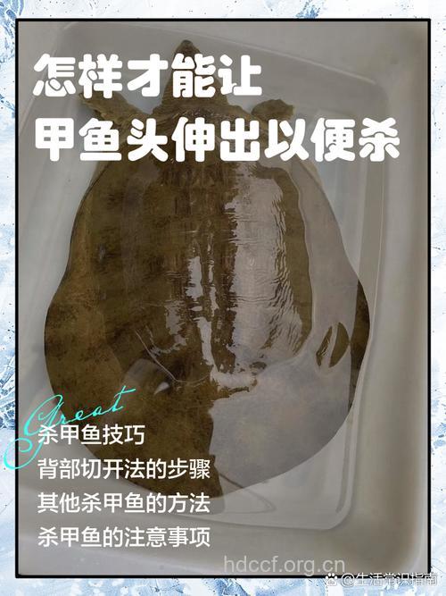 甲鱼怎么杀 甲鱼怎么去腥