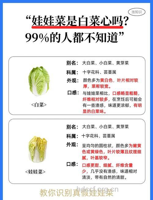 大小白菜和娃娃菜的营养价值分析