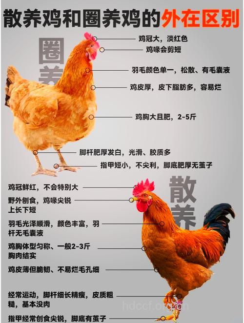 如何挑选健康的鸡