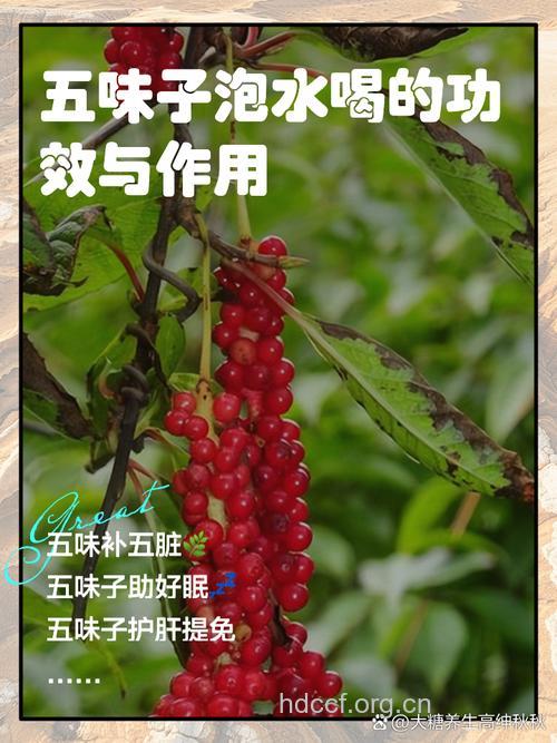 五味子泡水喝的功效