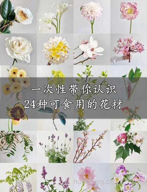 九种花适合秋季食用