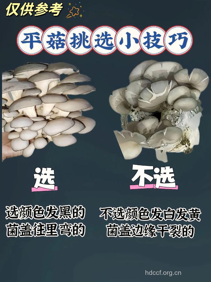 如何挑选新鲜的平菇