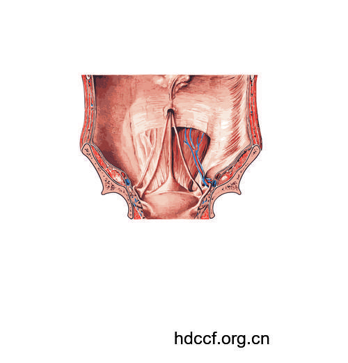 专家答疑:阴道再造术是比较理想术式吗?