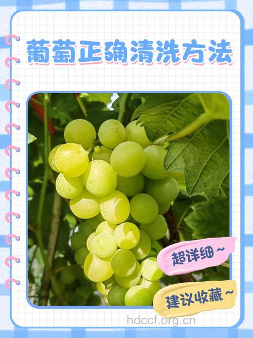 如何洗葡萄效果最好