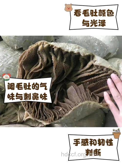 如何鉴别毛肚的质量