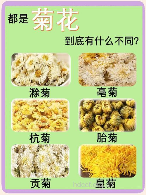 不同菊花的功效有哪些区别