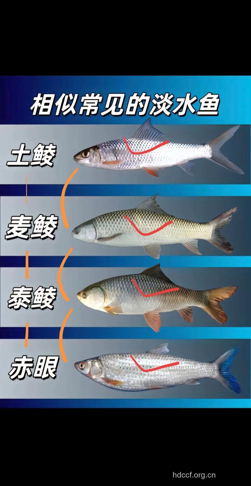 如何准确的辨别真正的淡水鱼