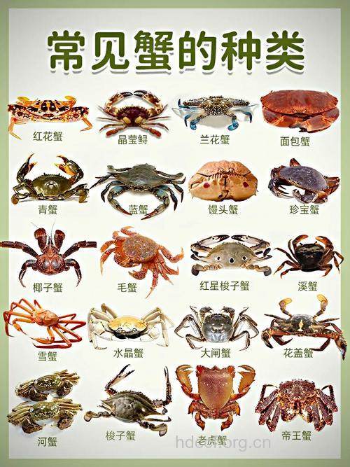 螃蟹有什么营养 科学食用价值高